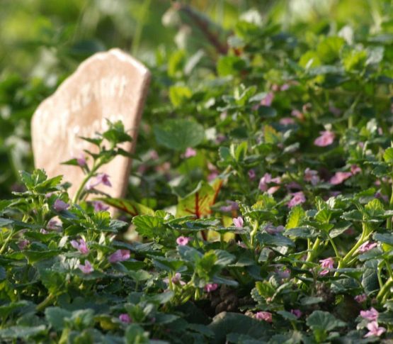 Gundermann - Gundelrebe rosa Blüten Bio Pflanze – Bild 4