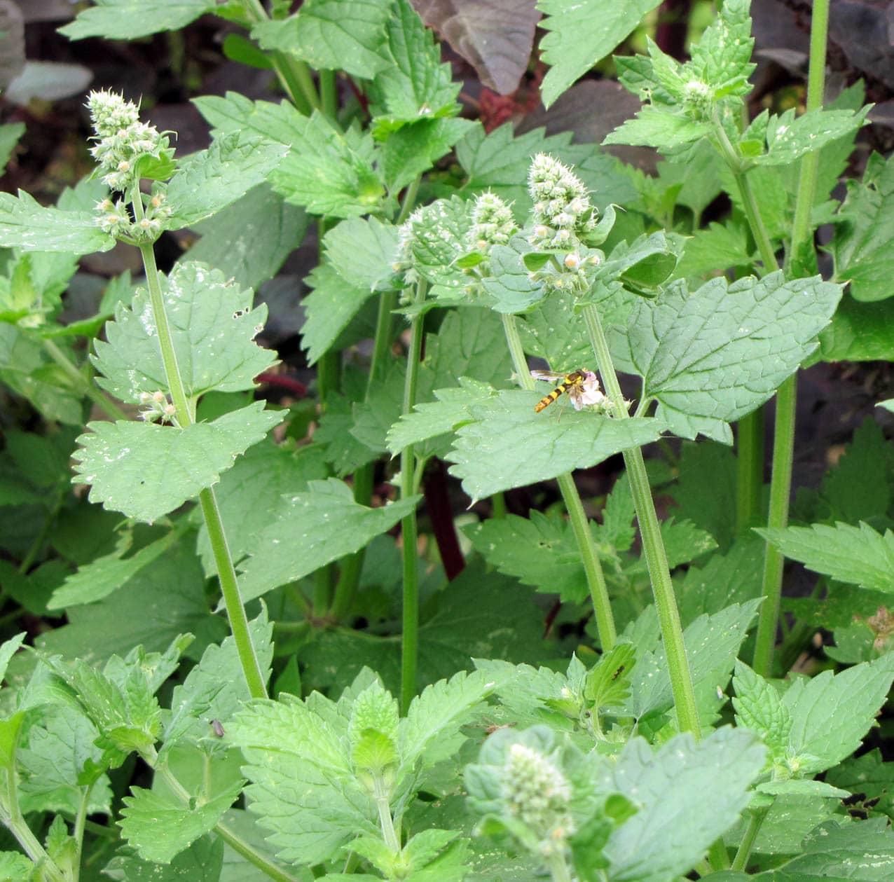 Echte Katzenminze bio - Nepeta Lamiaceae kaufen cataria | / Naturkräutergarten