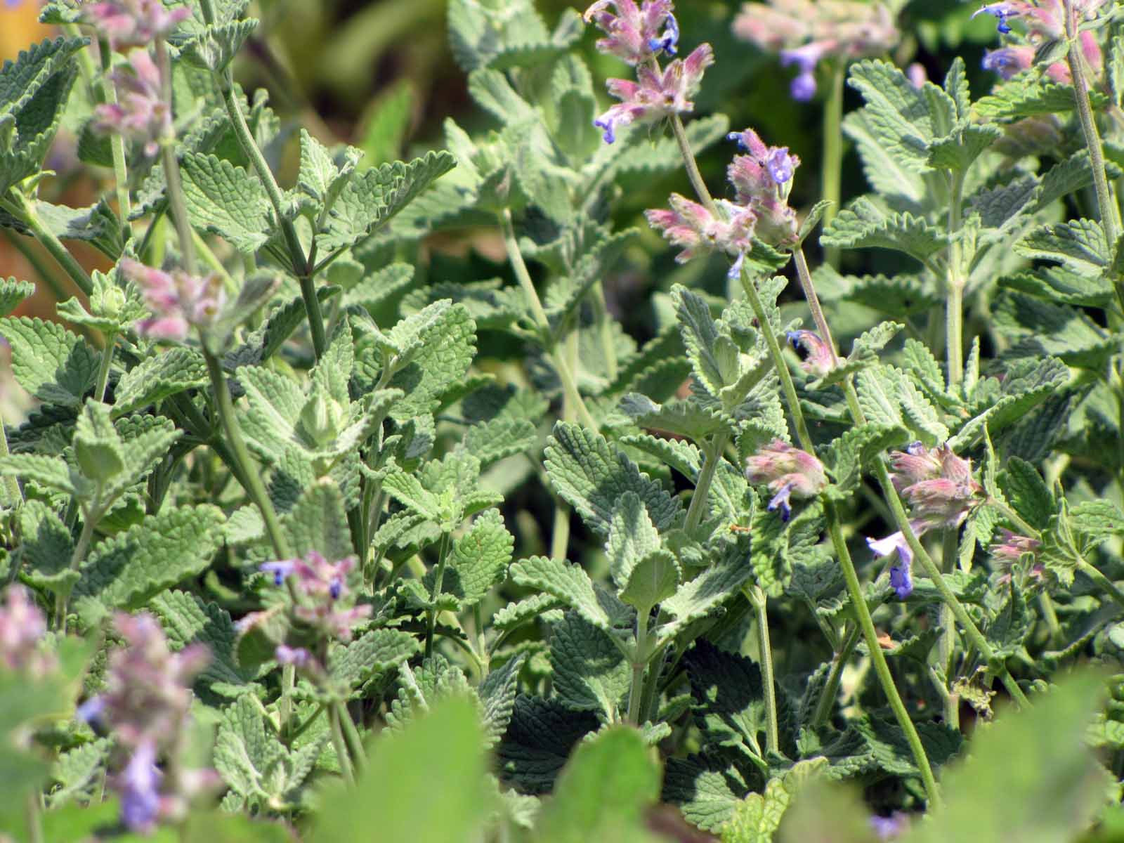 Bio Persische Katzenminze - Nepeta faassenii / Lamiaceae kaufen |  Naturkräutergarten