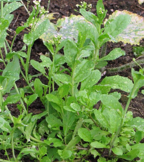Lauchhellerkraut Bio Pflanze