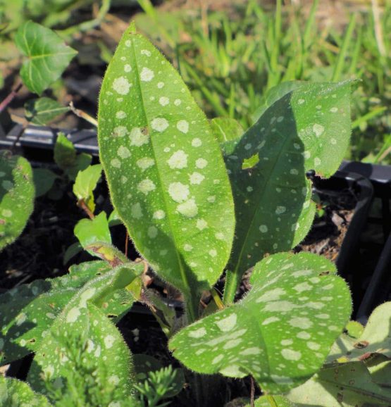 Lungenkraut Bio Pflanze – Bild 4