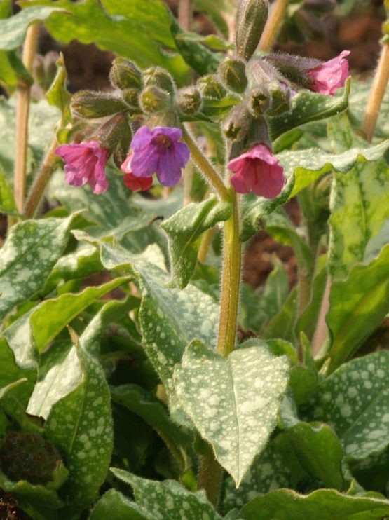 Lungenkraut Bio Pflanze