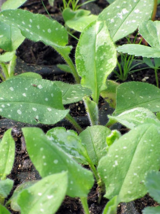 Lungenkraut Bio Pflanze – Bild 2