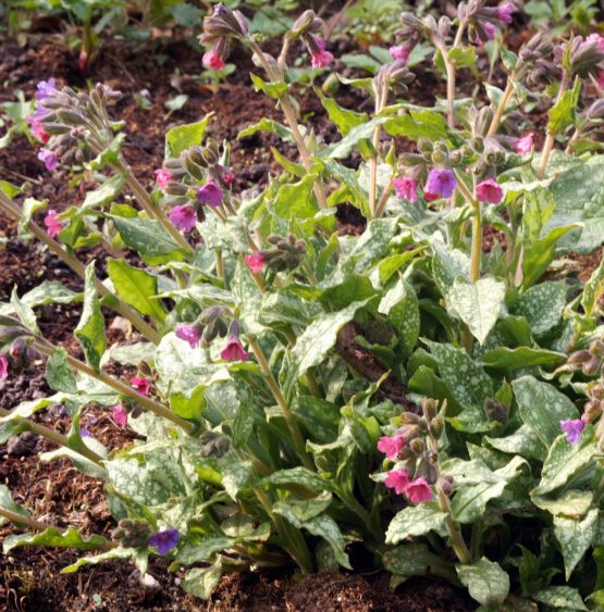 Lungenkraut Bio Pflanze – Bild 3