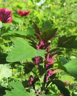 Chenopodium giganteum