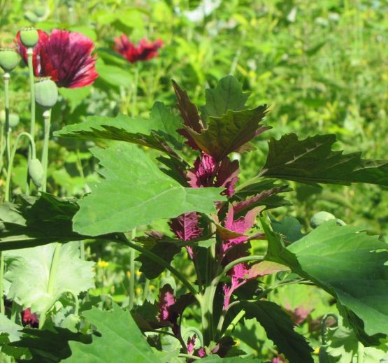 Chenopodium giganteum