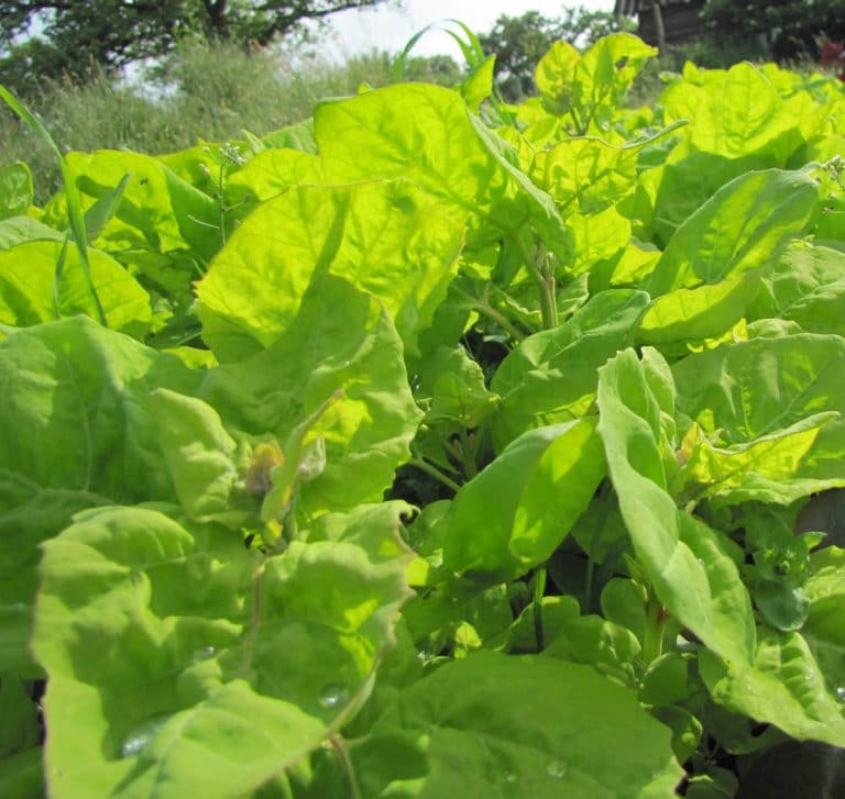 Grüne Bio Melde Atriplex hortensis / Amaranthaceae kaufen