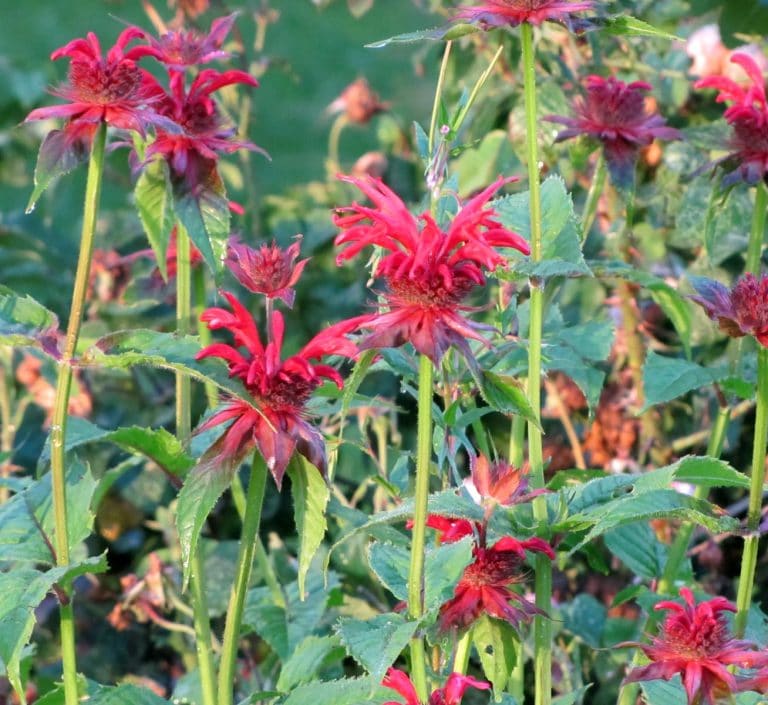 Indianernessel Monarde Goldmelisse Monarda Didyma Kaufen 