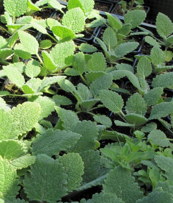 Samen Muskatellersalbei Bio – Bild 2