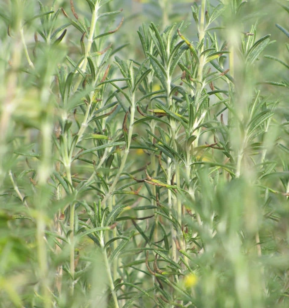 Bio Rosmarin Rosmarinus officinalis / Lamiaceae kaufen