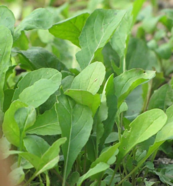 Rucola Diplotaxis tenuifolia / Brassicaceae kaufen Naturkräutergarten
