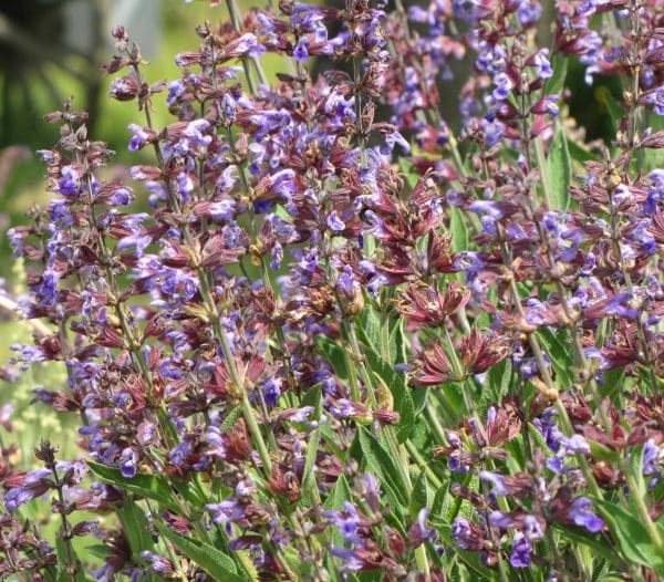 Bio Dalmatinischer Salbei Salvia officinalis ssp. major kaufen