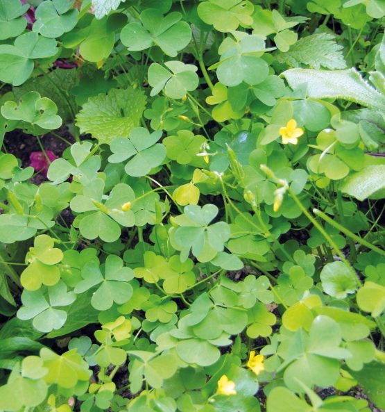 Sauerklee aufrecht Bio Pflanze – Bild 3