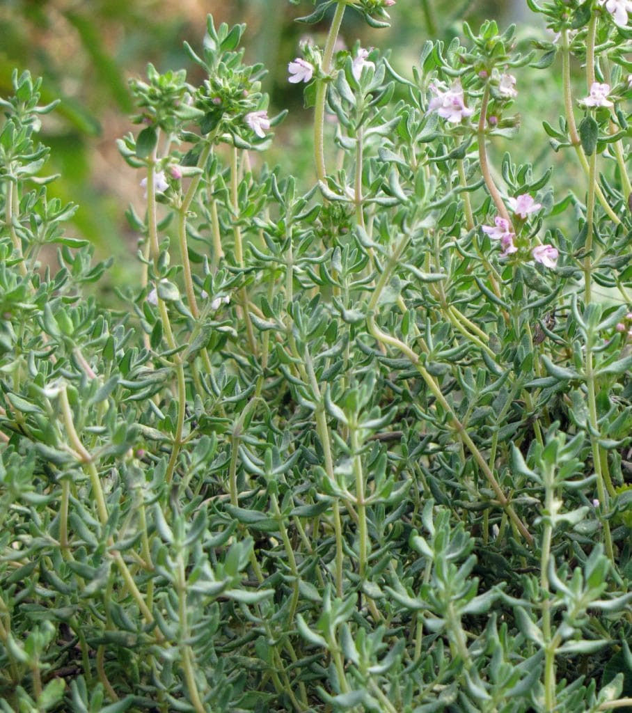 Bio Thymian Thymus vulgaris / Lamiaceae kaufen Naturkräutergarten