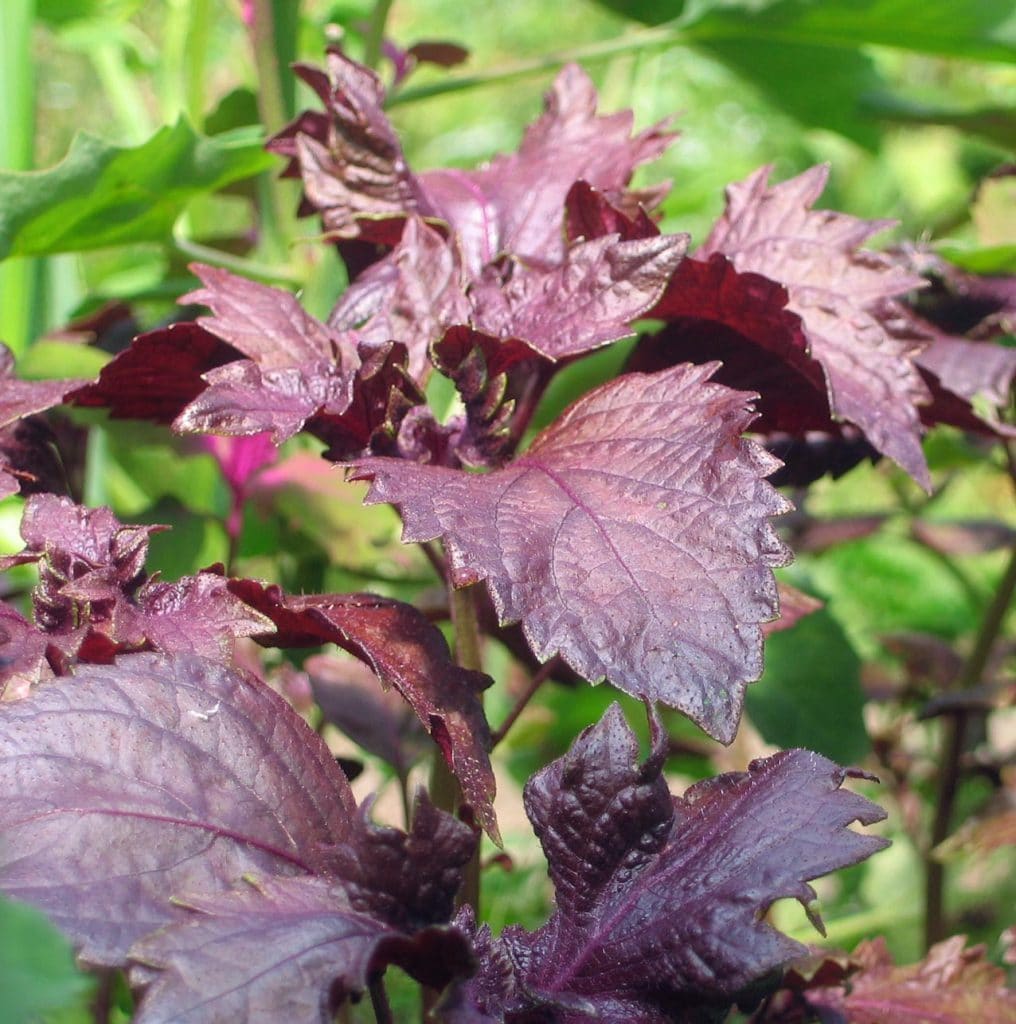 Bio Shiso oder Perilla Perilla frutescens / Lamiaceae kaufen