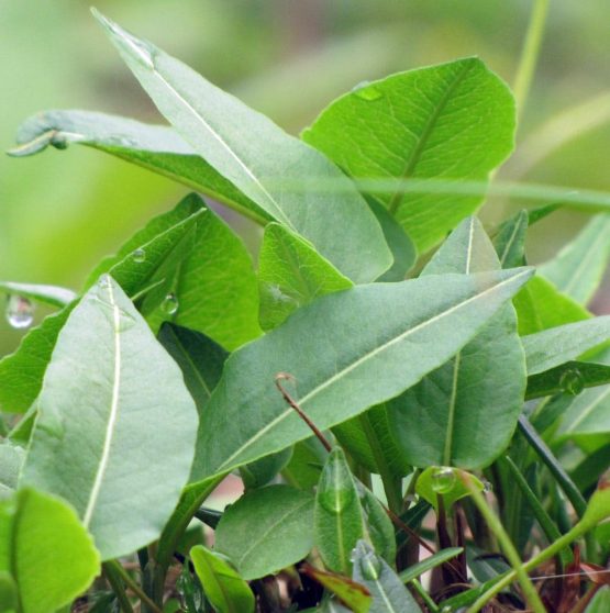 Wiesenknöterich Bio Pflanze winterlich – Bild 3
