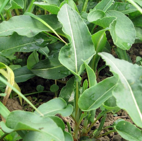 Wiesenknöterich Bio Pflanze winterlich