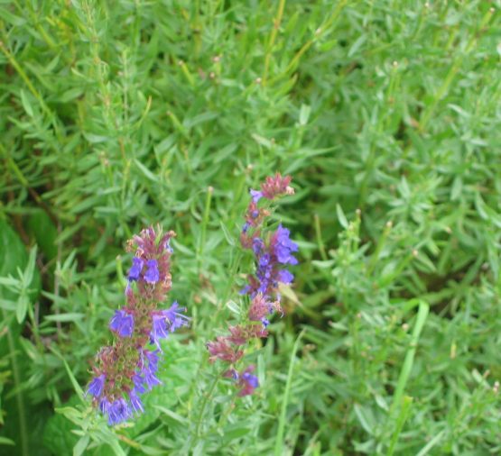Samen Ysop blau Bio – Bild 5