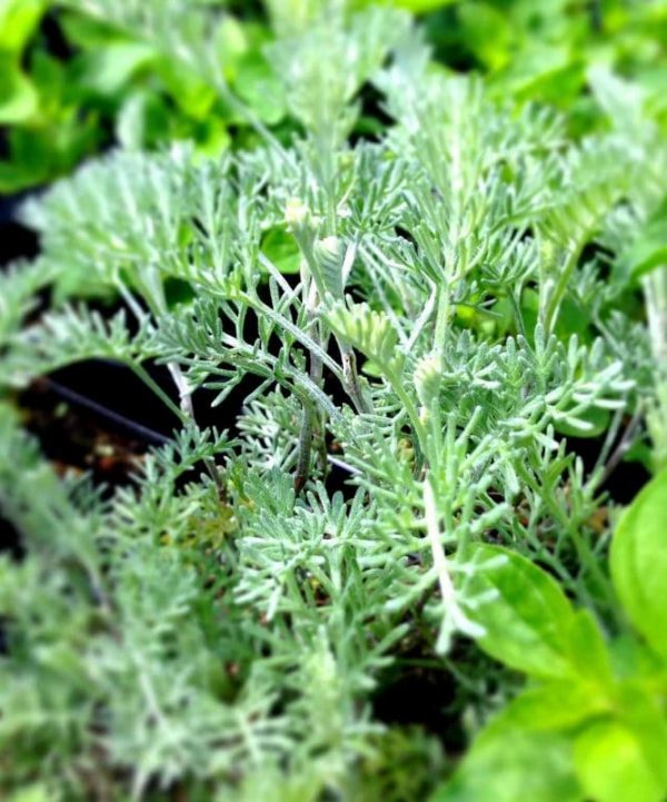 Bio Pontischer Beifuß Artemisia pontica / Asteraceae kaufen