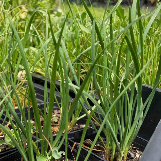 Schnittknoblauch Bio Pflanze – Bild 4