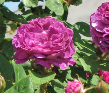 MW-Moosrose-william-lobb