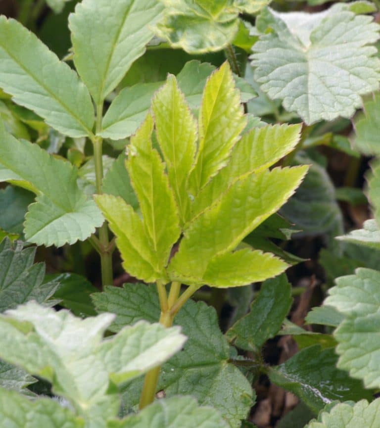 Giersch Aegopodium podagraria /Apiaceae kaufen Naturkräutergarten