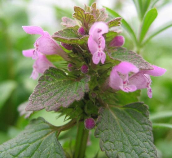 Taubnessel purpurot Bio Pflanze