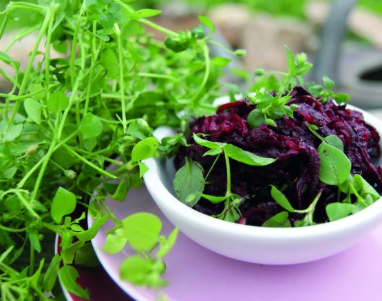 Crashkurs Nr. 5 - ebook - "Kräuter Rezepte" gratis download [Digital] – Bild 3