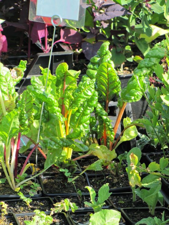 Bunter Mangold Beta vulgaris / Amaranthaceae kaufen Naturkräutergarten