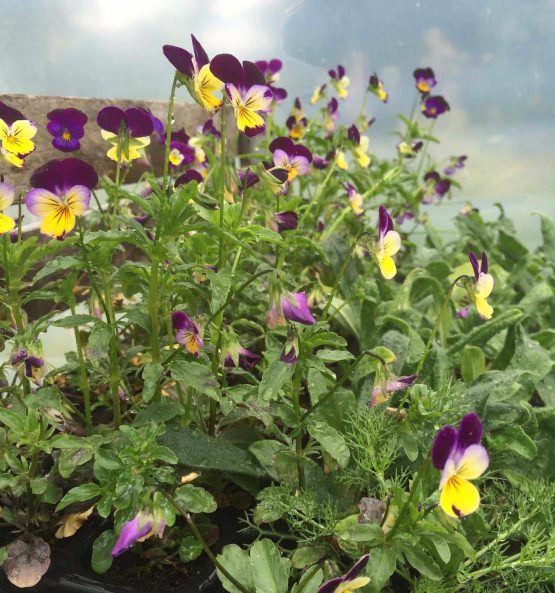 Stiefmütterchen wild Bio Pflanze – Bild 5