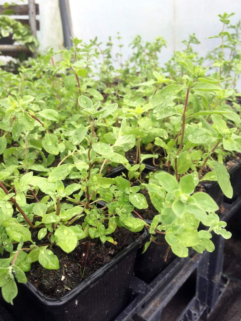Majoran Origanum majorana / Lamiaceae kaufen Naturkräutergarten