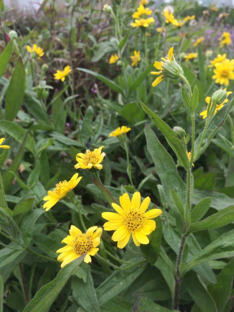 Wiesenarnika Arnica chamissonis /Asteraceae kaufen Naturkräutergarten