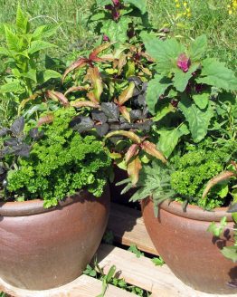 potted-herbs01