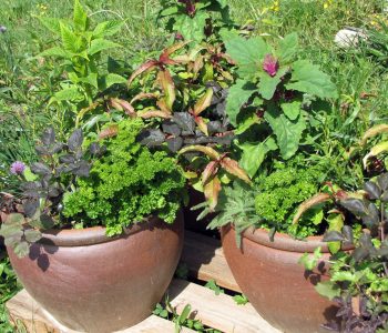 potted-herbs01