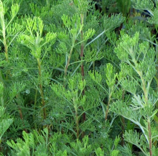 Eberraute Bio Pflanze noch winterlich