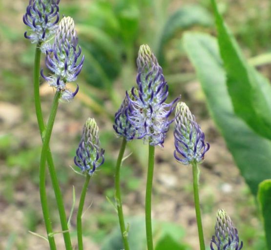 Samen Teufelskralle Bio – Bild 2