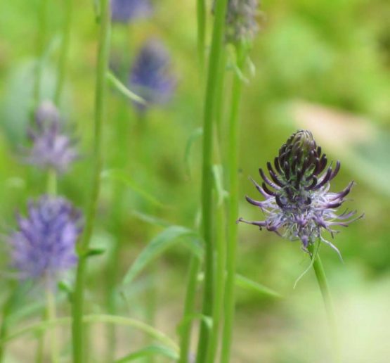 Samen Teufelskralle Bio – Bild 9
