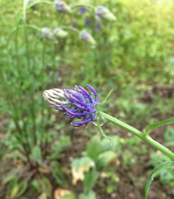 Samen Teufelskralle Bio – Bild 7