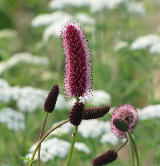 Großer Wiesenknopf Bio Pflanze