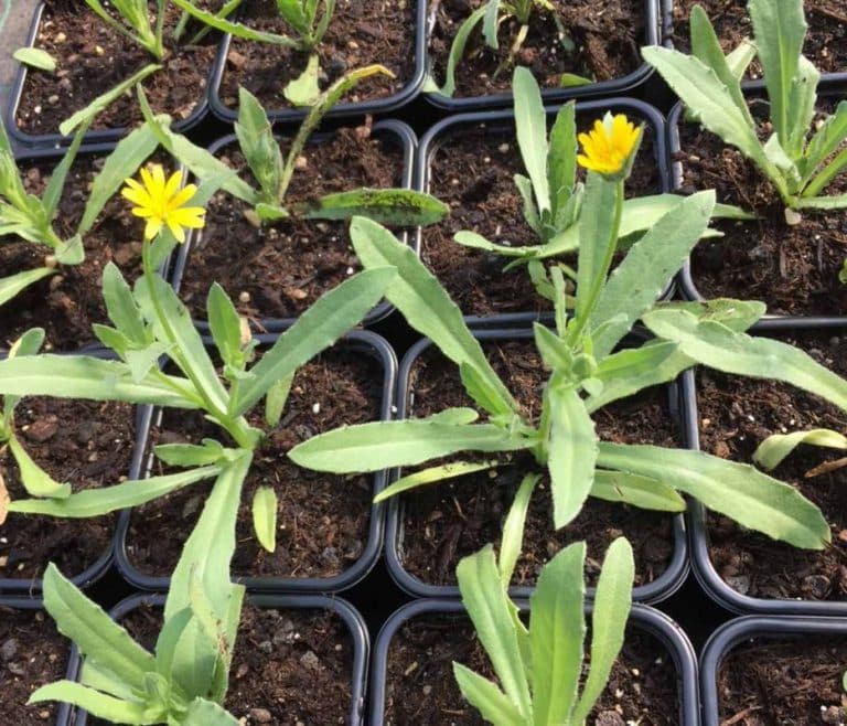 Bio Ringelblume Calendula arvensis / Asteraceae kaufen