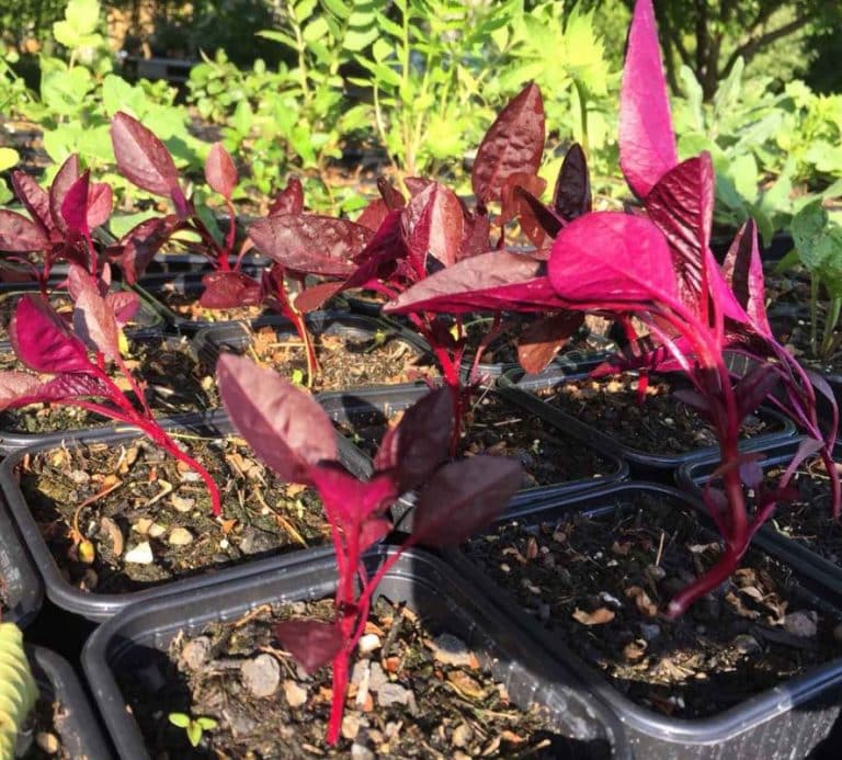 Bio Samen Roter Amaranth Amaranthus/ Amaranthaceae kaufen