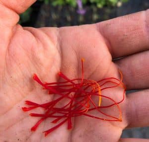 Bio Safran Pflanze Crocus sativus online kaufen kaufen