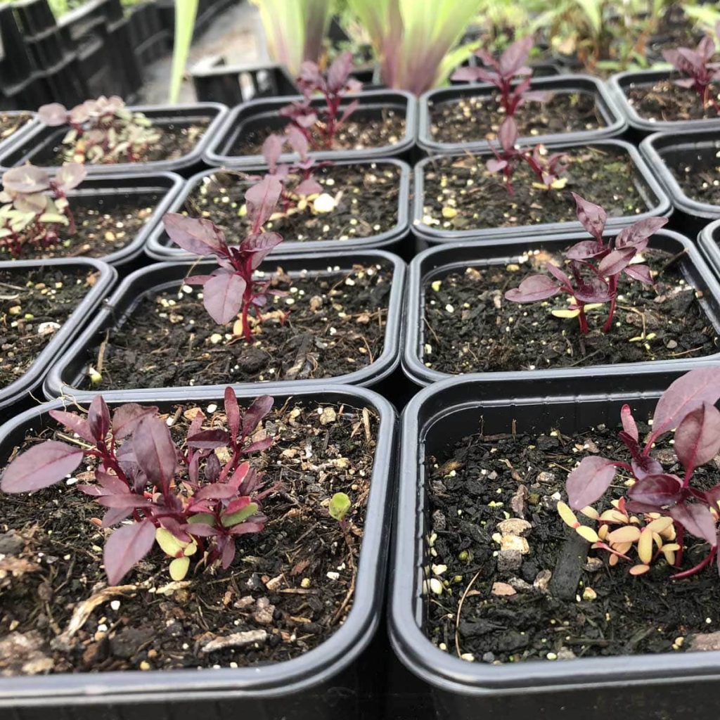 Roter Amaranth Amaranthus/ Amaranthaceae kaufen Naturkräutergarten