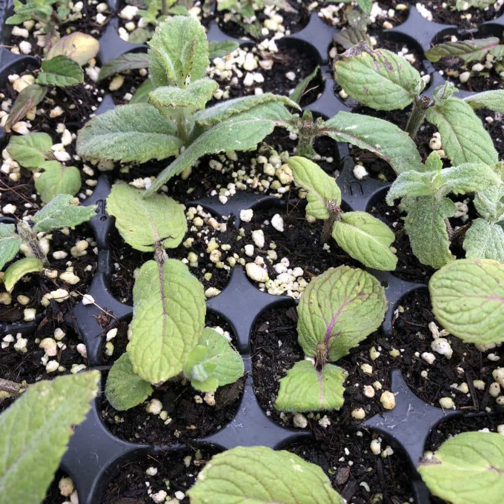Bio Apfelminze Pflanze online kaufen kaufen Naturkräutergarten