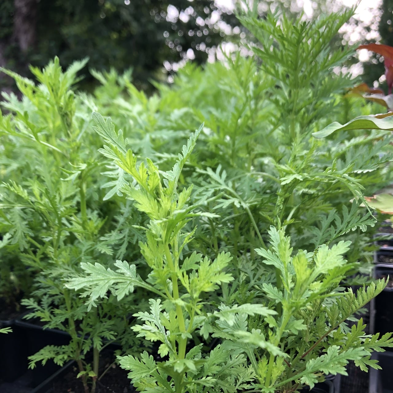 Qing hao Artemisia annua Beifuß 50+ Samen Süße Heilpflanze! 