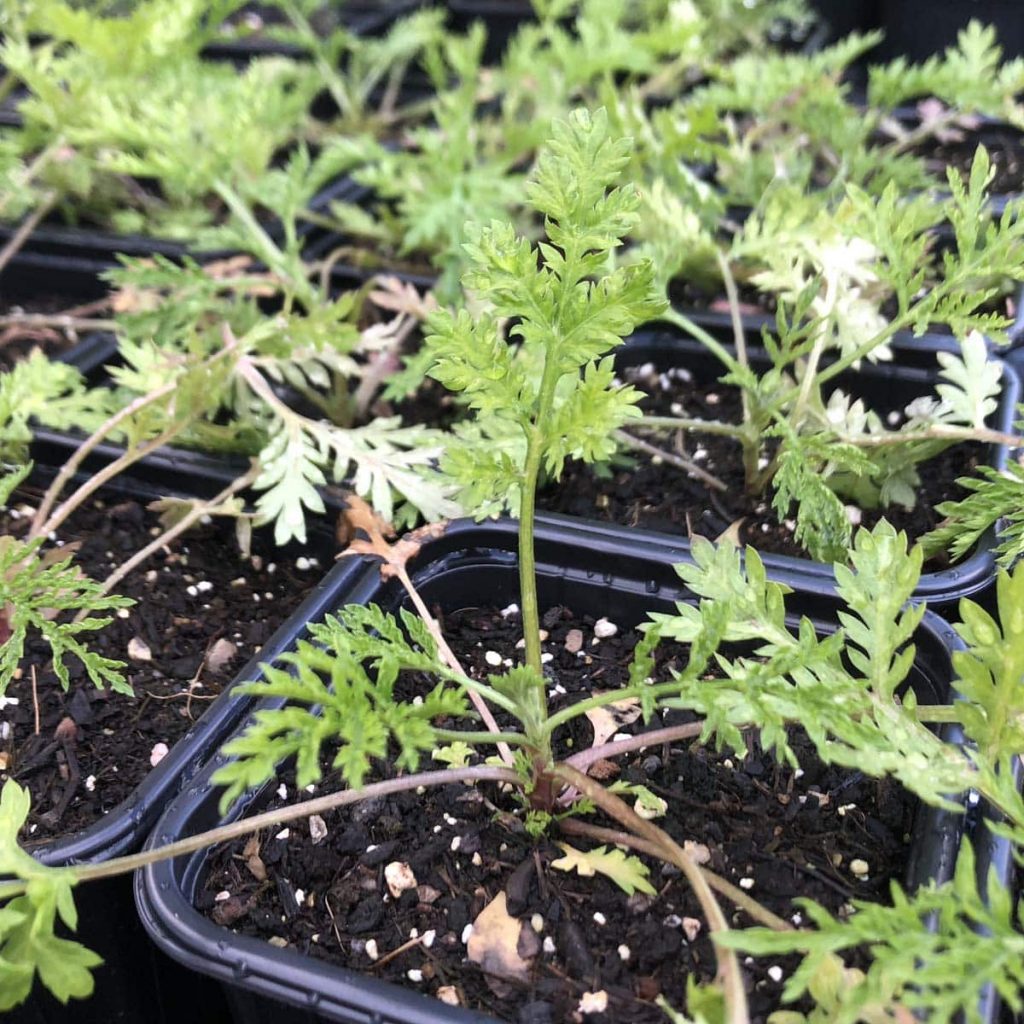 Samen Bio Artemisia annua online kaufen kaufen Naturkräutergarten