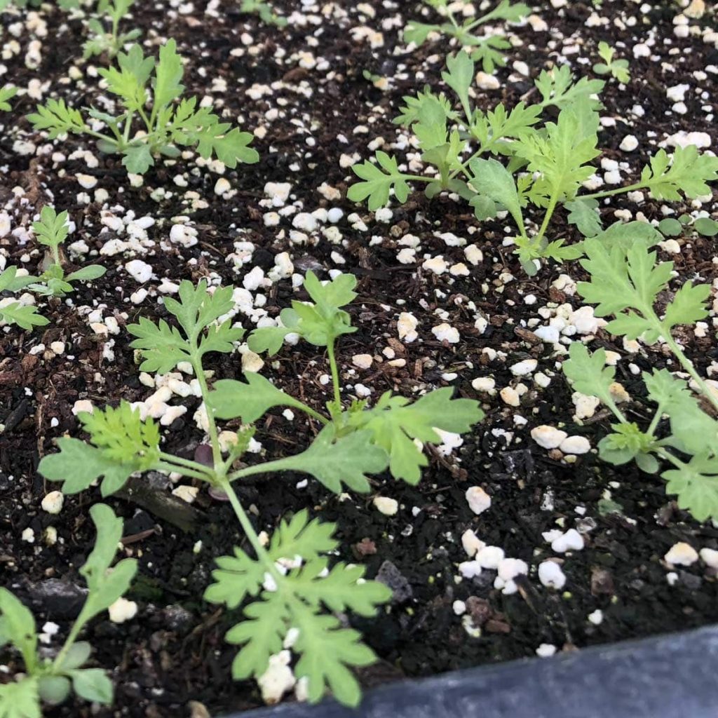 Bio einjähriger Beifuß Pflanze Artemisia annua kaufen