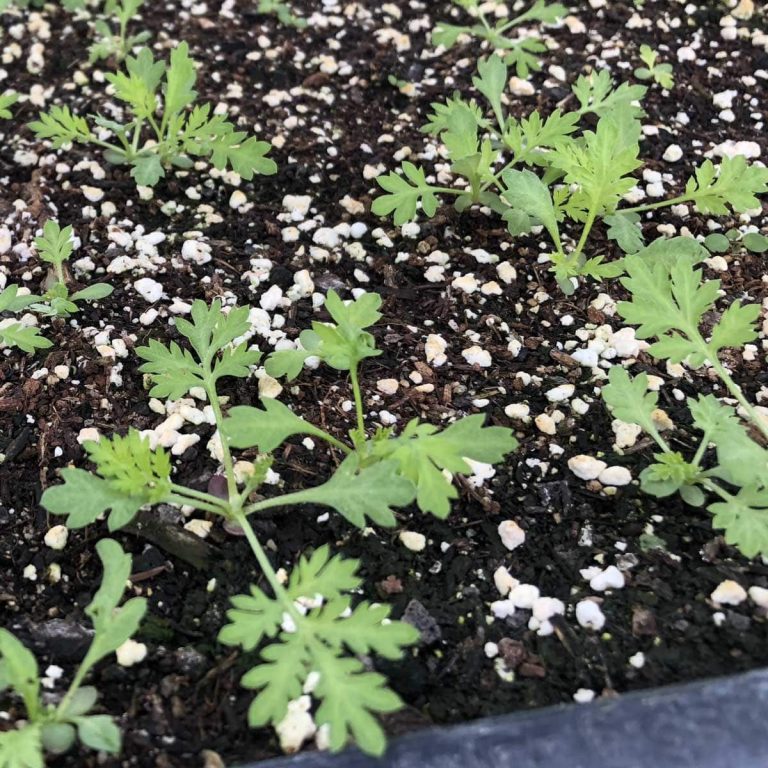 Samen Bio Artemisia annua online kaufen kaufen Naturkräutergarten