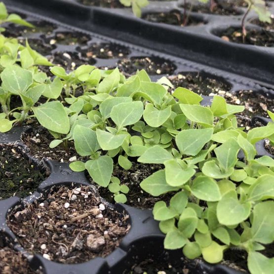 Franzosenkraut Bio Pflanze – Bild 3