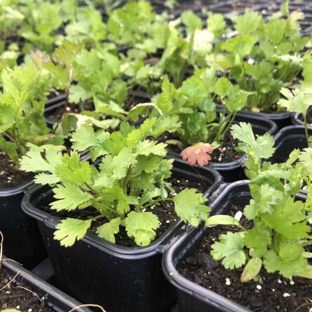 Bio Koriander im Topf vorbestellbar kaufen Naturkräutergarten